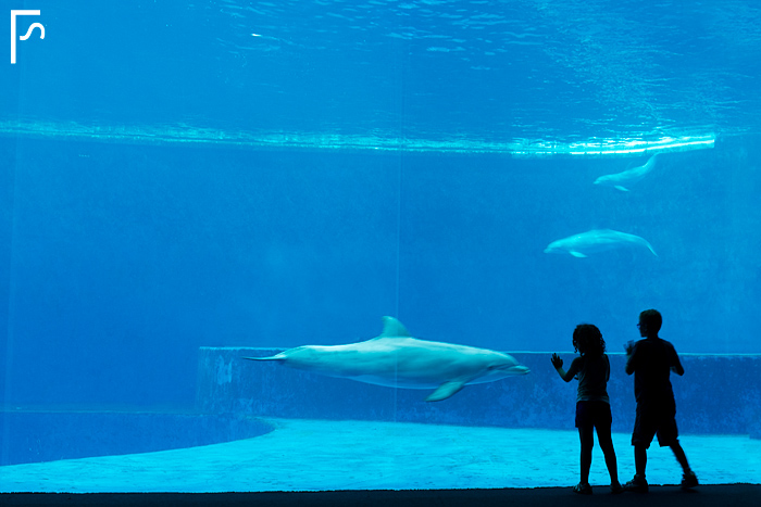 Children and the dolphin