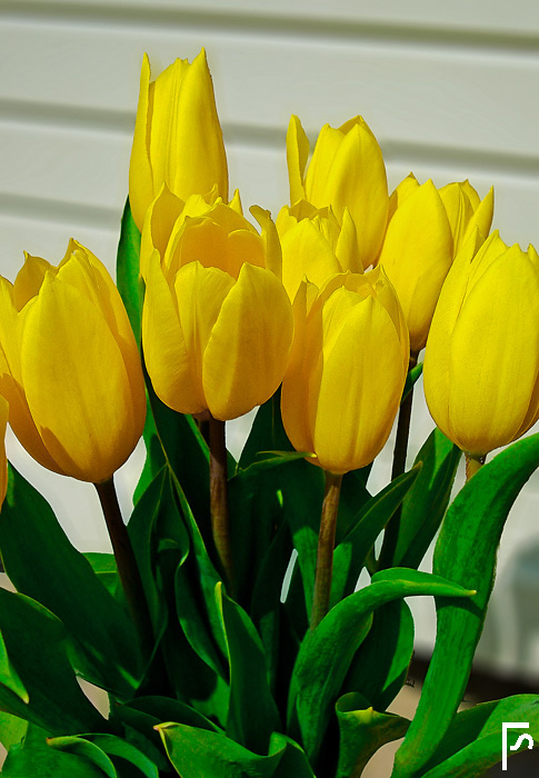 Katharina's tulips