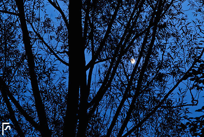 When the moon passes behind the trees