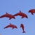 Dolphins in the sky