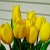 Katharina's tulips